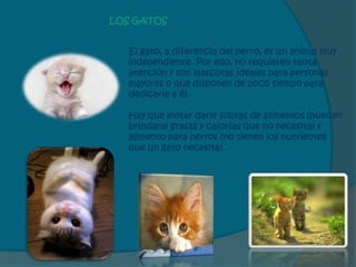 LOS GATOS


   El gato, a diferencia del perro, es un animal muy
   independiente. Por ello, no requieren tanta
   atención y son mascotas ideales para personas
   mayores o que disponen de poco tiempo para
   dedicarle a él.

   Hay que evitar darle sobras de alimentos (pueden
   brindarle grasas y calorías que no necesita) y
   alimento para perros (no tienen los nutrientes
   que un gato necesita).
 