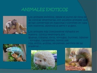 ANIMALES EXOTICOS
  Los animales exóticos, desde el punto de vista de
  las clínicas veterinarias, son aquellos animales que
  se han convertido en mascotas y conviven en casa
  con nosotros, distintos al perro y al gato.

  Los animales más comúnmente visitados en
  nuestra clínica veterinaria son
  iguanas, cobayas, loros, tortugas, hurones, hámster
  , tortugas, camaleones, monos piel
  roja, erizos, ardillas, serpientes, perritos de las
  praderas...
 