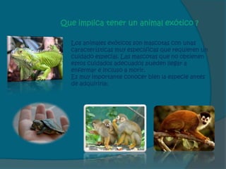 Que implica tener un animal exótico ?

  Los animales exóticos son mascotas con unas
  características muy específicas que requieren un
  cuidado especial. Las mascotas que no obtienen
  estos cuidados adecuados pueden llegar a
  enfermar e incluso a morir.
  Es muy importante conocer bien la especie antes
  de adquirirla:
 