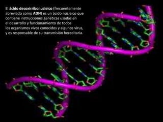 El ácido desoxirribonucleico (frecuentemente
abreviado como ADN) es un ácido nucleico que
contiene instrucciones genéticas usadas en
el desarrollo y funcionamiento de todos
los organismos vivos conocidos y algunos virus,
y es responsable de su transmisión hereditaria.
 