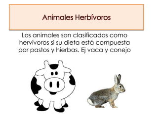 Animales Herbívoros

 Los animales son clasificados como
hervívoros si su dieta está compuesta
por pastos y hierbas. Ej vaca y conejo
 