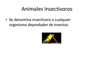 Animales Insectívoros
• Se denomina insectívoro a cualquier
organismo depredador de insectos.