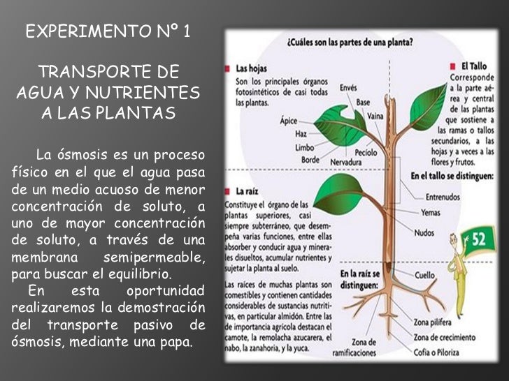 Presentación1 Presentación1