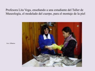 Profesora Lita Vega, enseñando a una estudiante del Taller de
Museología, el modelado del cuerpo, para el montaje de la piel




Ave: Albatros
 
