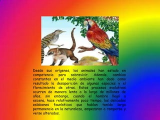 Desde sus orígenes, los animales han estado en
competencia para sobrevivir. Además, cambios
constantes en el medio ambiente han dado como
resultado la desaparición de algunas especies y el
florecimiento de otras. Estos procesos evolutivos
ocurren de manera lenta a lo largo de millones de
años, sin embargo, cuando el hombre llegó a
escena, hace relativamente poco tiempo, los delicados
eslabones faunísticos que habían tenido larga
permanencia en la naturaleza, empezaron a romperse y
verse alterados.
 