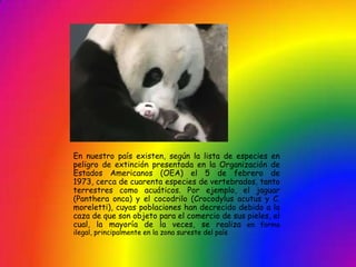 En nuestro país existen, según la lista de especies en
peligro de extinción presentada en la Organización de
Estados Americanos (OEA) el 5 de febrero de
1973, cerca de cuarenta especies de vertebrados, tanto
terrestres como acuáticos. Por ejemplo, el jaguar
(Panthera onca) y el cocodrilo (Crocodylus acutus y C.
moreletti), cuyas poblaciones han decrecido debido a la
caza de que son objeto para el comercio de sus pieles, el
cual, la mayoría de la veces, se realiza en forma
ilegal, principalmente en la zona sureste del país
 