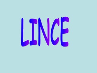 LINCE 