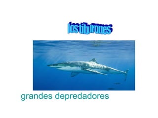   grandes depredadores los tiburones 