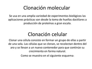 Clonación molecular
 Se usa en una amplia variedad de experimentos biológicos las
aplicaciones prácticas van desde la toma de huellas dactilares a
            producción de proteínas a gran escala.


                Clonación celular
Clonar una célula consiste en formar un grupo de ellas a partir
de una sola. Las células que se clonan, se recolectan dentro del
 aro y se llevan a un nuevo contenedor para que continúe su
                 crecimiento en forma natural.
          Como se muestra en el siguiente esquema:
 