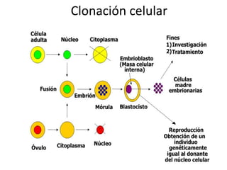 Clonación celular
 