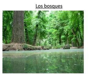 Los bosques
 