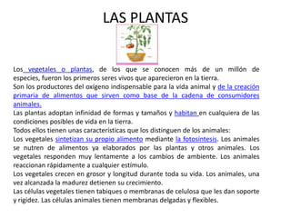 LAS PLANTAS


Los vegetales o plantas, de los que se conocen más de un millón de
especies, fueron los primeros seres vivos que aparecieron en la tierra.
Son los productores del oxígeno indispensable para la vida animal y de la creación
primaria de alimentos que sirven como base de la cadena de consumidores
animales.
Las plantas adoptan infinidad de formas y tamaños y habitan en cualquiera de las
condiciones posibles de vida en la tierra.
Todos ellos tienen unas características que los distinguen de los animales:
Los vegetales sintetizan su propio alimento mediante la fotosíntesis. Los animales
se nutren de alimentos ya elaborados por las plantas y otros animales. Los
vegetales responden muy lentamente a los cambios de ambiente. Los animales
reaccionan rápidamente a cualquier estímulo.
Los vegetales crecen en grosor y longitud durante toda su vida. Los animales, una
vez alcanzada la madurez detienen su crecimiento.
Las células vegetales tienen tabiques o membranas de celulosa que les dan soporte
y rigidez. Las células animales tienen membranas delgadas y flexibles.
 