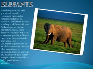 Mamífero  (terrestre) más
grande del mundo.
Hoy en día existen dos
especies diferentes de
elefantes. El elefante asiático
o indio y el elefante africano.
Ambas especies ocupan
hábitats variados, como
desiertos, sabanas, zonas de
bosques tropicales, valles de
ríos, zonas montañosas de
gran altura, etc.
Los animales primitivos de
los elefantes son los mamuts
y los mastodontes.
La trompa de los elefantes es
una adaptación de la nariz y
es especialmente sensible a
todo tipo de olores y
sabores.
 