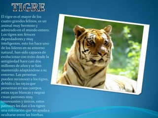 El tigre es el mayor de los
cuatro grandes felinos, es un
animal muy hermoso y
admirado en el mundo entero.
Los tigres son feroces
depredadores y muy
inteligentes, esto los hace uno
de los líderes en su entorno
natural, han sido capaces de
evolucionar con éxito desde la
antigüedad hace casi dos
millones de años y se han
mantenido adaptándose a su
entorno. Las personas
pueden reconocer a los tigres,
debido a las rayas que
presentan en sus cuerpos,
estas rayas blancas y negras
crean patrones muy
interesantes y únicos, estos
patrones les dan a los tigres
una coloración que les ayuda a
ocultarse entre las hierbas.
 
