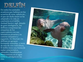 De todos los animales
acuáticos que habitan en los
acuarios de zoos, safaris etc.,
el que sin duda mejor se ha
adaptado a la vida en
cautiverio es el delfín.
Animal fuerte y ágil, dotado
de gran inteligencia, los
delfines conquistan las
simpatías de los
espectadores con sus
fantásticas piruetas y su
carácter simpático y
juguetón. En libertad, los
delfines se agrupan
formando manadas, a veces
de más de cien individuos,
El delfín tiene una forma de
nadar característica,
saltando y hundiéndose
rítmicamente en el agua
como si cabalgara en las
olas.
 