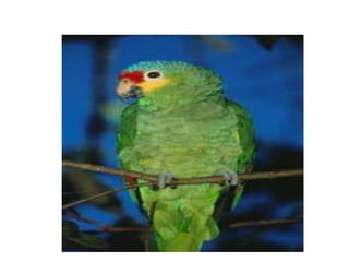 grados de iconicidad