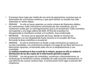 •   El proceso tiene lugar por medio de una serie de operaciones sucesivas que se
    desarrollan de una manera continua, y que para facilitar su estudio han sido
    separadas en varias etapas.
•   PROFASE En ella se hacen patentes un cierto número de filamentos dobles:
    los cromosomas .Cada cromosoma constituido por dos cromáticas, que se
    mantienen unidas por un estrangulamiento que es el centrómero. Cada cromática
    corresponde a una larga cadena de ADN. Al final de la profase ha
    desaparecido la membrana nuclear y el nucléolo. muy condensada
•   METAFASE Se inicia con la aparición del huso, dónde se insertan los
    cromosomas y se van desplazando hasta situarse en el ecuador del huso,
    formando la placa metafísica o ecuatorial.
•   ANAFASE En ella el centrómero se divide y cada cromosoma se separa en
    sus dos cromátidas. Los centrómeros emigran a lo largo de las fibras del huso en
    direcciones opuestas, arrastrando cada uno en su desplazamiento a una
    cromátida.
    La anafase constituye la fase crucial de la mitosis, porque en ella se realiza la
    distribución de las dos copias de la información genética original.
•   TELOFASE Los dos grupos de cromátidas, comienzan a descondensarse, se
    reconstruye la membrana nuclear, alrededor de cada conjunto cromosómico, lo
    cual definirá los nuevos núcleos hijos. A continuación tiene lugar la división del
    citoplasma.
 