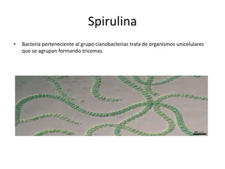 Spirulina
•   Bacteria perteneciente al grupo cianobacterias trata de organismos unicelulares
    que se agrupan formando tricomas.
 
