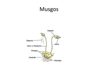 Musgos
 