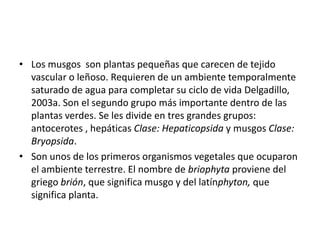 • Los musgos son plantas pequeñas que carecen de tejido
  vascular o leñoso. Requieren de un ambiente temporalmente
  saturado de agua para completar su ciclo de vida Delgadillo,
  2003a. Son el segundo grupo más importante dentro de las
  plantas verdes. Se les divide en tres grandes grupos:
  antocerotes , hepáticas Clase: Hepaticopsida y musgos Clase:
  Bryopsida.
• Son unos de los primeros organismos vegetales que ocuparon
  el ambiente terrestre. El nombre de briophyta proviene del
  griego brión, que significa musgo y del latínphyton, que
  significa planta.
 