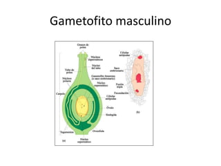 Gametofito masculino
 