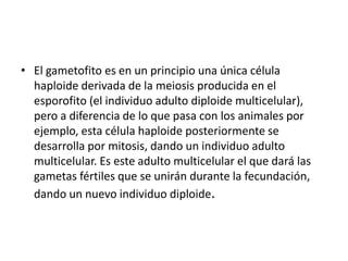 • El gametofito es en un principio una única célula
  haploide derivada de la meiosis producida en el
  esporofito (el individuo adulto diploide multicelular),
  pero a diferencia de lo que pasa con los animales por
  ejemplo, esta célula haploide posteriormente se
  desarrolla por mitosis, dando un individuo adulto
  multicelular. Es este adulto multicelular el que dará las
  gametas fértiles que se unirán durante la fecundación,
  dando un nuevo individuo diploide.
 
