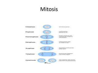 Mitosis
 