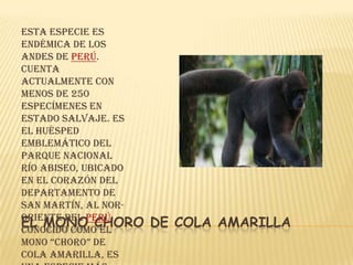 Esta especie es
endémica de los
Andes de Perú.
Cuenta
actualmente con
menos de 250
especímenes en
estado salvaje. Es
el huésped
emblemático del
Parque Nacional
Río Abiseo, ubicado
en el corazón del
departamento de
San Martín, al nor-
oriente del Perú.
EL MONO CHORO
Conocido como el
                      DE COLA AMARILLA
Mono “Choro” de
cola amarilla, es
 