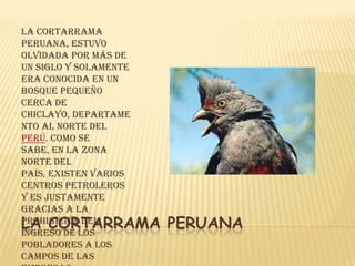 La Cortarrama
Peruana, estuvo
olvidada por más de
un siglo y solamente
era conocida en un
bosque pequeño
cerca de
Chiclayo, departame
nto al norte del
Perú. Como se
sabe, en la zona
norte del
país, existen varios
centros petroleros
y es justamente
gracias a la
LA CORTARRAMA
prohibición del
ingreso de los
                       PERUANA
pobladores a los
campos de las
 
