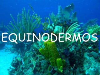 EQUINODERMOS