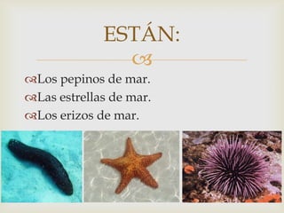 ESTÁN:
Los pepinos de mar.
Las estrellas de mar.
Los erizos de mar.