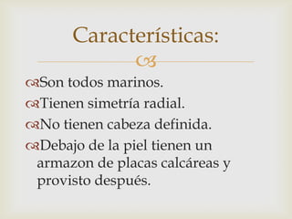 Características:
Son todos marinos.
Tienen simetría radial.
No tienen cabeza definida.
Debajo de la piel tienen un
armazon de placas calcáreas y
provisto después.