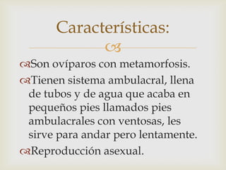 Características:
Son ovíparos con metamorfosis.
Tienen sistema ambulacral, llena
de tubos y de agua que acaba en
pequeños pies llamados pies
ambulacrales con ventosas, les
sirve para andar pero lentamente.
Reproducción asexual.