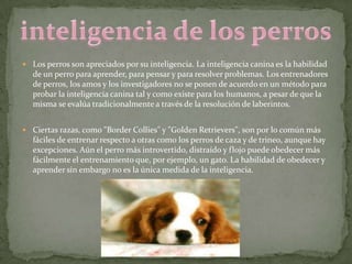  Los perros son apreciados por su inteligencia. La inteligencia canina es la habilidad
   de un perro para aprender, para pensar y para resolver problemas. Los entrenadores
   de perros, los amos y los investigadores no se ponen de acuerdo en un método para
   probar la inteligencia canina tal y como existe para los humanos, a pesar de que la
   misma se evalúa tradicionalmente a través de la resolución de laberintos.


 Ciertas razas, como "Border Collies" y "Golden Retrievers", son por lo común más
   fáciles de entrenar respecto a otras como los perros de caza y de trineo, aunque hay
   excepciones. Aún el perro más introvertido, distraído y flojo puede obedecer más
   fácilmente el entrenamiento que, por ejemplo, un gato. La habilidad de obedecer y
   aprender sin embargo no es la única medida de la inteligencia.
 