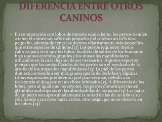  En comparación con lobos de tamaño equivalente, los perros tienden
  a tener el cráneo un 20% más pequeño y el cerebro un 10% más
  pequeño, además de tener los dientes relativamente más pequeños
  que otras especies de cánidos.[13] Los perros requieren menos
  calorías para vivir que los lobos. Su dieta de sobres de los humanos
  hizo que sus cerebros grandes y los músculos mandibulares
  utilizados en la caza dejaran de ser necesarios. Algunos expertos
  piensan que las orejas flácidas de los perros son el resultado de la
  atrofia de los músculos mandibulares.[13] La piel de los perros
  domésticos tiende a ser más gruesa que la de los lobos y algunas
  tribus esquimales prefieren su piel para vestirse, debido a su
  resistencia al desgaste en un clima inhóspito.[13] A diferencia de los
  lobos, pero al igual que los coyotes, los perros domésticos tienen
  glándulas sudoríparas en las almohadillas de las patas.[13] Las patas
  de un perro son aproximadamente la mitad de las de un lobo y su
  cola tiende a curvarse hacia arriba, otro rasgo que no se observa en
  los lobos.[14]
 