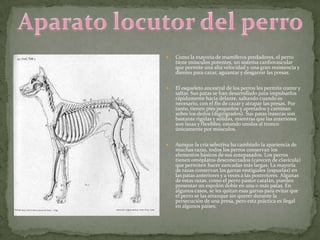    Como la mayoría de mamíferos predadores, el perro
    tiene músculos potentes, un sistema cardiovascular
    que permite una alta velocidad y una gran resistencia y
    dientes para cazar, aguantar y desgarrar las presas.

   El esqueleto ancestral de los perros les permite correr y
    saltar. Sus patas se han desarrollado para impulsarlos
    rápidamente hacia delante, saltando cuando es
    necesario, con el fin de cazar y atrapar las presas. Por
    tanto, tienen pies pequeños y apretados y caminan
    sobre los dedos (digitígrados). Sus patas traseras son
    bastante rígidas y sólidas, mientras que las anteriores
    son laxas y flexibles, estando unidas al tronco
    únicamente por músculos.

   Aunque la cría selectiva ha cambiado la apariencia de
    muchas razas, todos los perros conservan los
    elementos básicos de sus antepasados. Los perros
    tienen omóplatos desconectados (carecen de clavícula)
    que permiten hacer zancadas más largas. La mayoría
    de razas conservan las garras vestigiales (espuelas) en
    las patas anteriores y a veces a las posteriores. Algunas
    de estas razas, como el perro pastor catalán, pueden
    presentar un espolón doble en una o más patas. En
    algunos casos, se les quitan esas garras para evitar que
    el perro se las arranque sin querer durante la
    persecución de una presa, pero esta práctica es ilegal
    en algunos países.
 