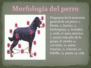  Diagrama de la anatomía
 general de un perro: 1.
 frente, 2. hocico, 3.
 barboquejo, 4. hombro,
 5. codo, 6. pata anterior,
 7. punto más alto de la
 grupa, 8. muslo, 9.
 corvejón, 10. patas
 traseras, 11. cruceta, 12.
 babilla, 13. patas, 14. cola
 