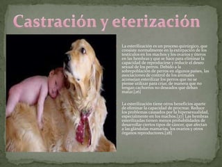    La esterilización es un proceso quirúrgico, que
    consiste normalmente en la extirpación de los
    testículos en los machos y los ovarios y úteros
    en las hembras y que se hace para eliminar la
    capacidad de reproducirse y reducir el deseo
    sexual de los perros. Debido a la
    sobrepoblación de perros en algunos países, las
    asociaciones de control de los animales
    aconsejan esterilizar los perros que no se
    piense utilizar para criar, de manera que no
    tengan cachorros no deseados que deban
    matar.[26]

   La esterilización tiene otros beneficios aparte
    de eliminar la capacidad de procrear. Reduce
    los problemas causados por la hipersexualidad,
    especialmente en los machos.[27] Las hembras
    esterilizadas tienen menos probabilidades de
    desarrollar ciertos tipos de cáncer, que afectan
    a las glándulas mamarias, los ovarios y otros
    órganos reproductores.[28]
 