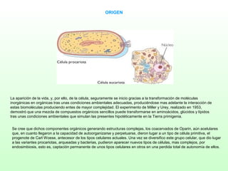 ORIGEN




La aparición de la vida, y, por ello, de la célula, seguramente se inicio gracias a la transformación de moléculas
inorgánicas en orgánicas tras unas condiciones ambientales adecuadas, produciéndose mas adelante la interacción de
estas biomoléculas produciendo entes de mayor complejidad. El experimento de Miller y Urey, realizado en 1953,
demostró que una mezcla de compuestos orgánicos sencillos puede transformarse en aminoácidos, glúcidos y lípidos
tras unas condiciones ambientales que simulan las presentes hipotéticamente en la Tierra primigenia.


 Se cree que dichos componentes orgánicos generando estructuras complejas, los coacervados de Oparin, aún acelulares
 que, en cuanto llegaron a la capacidad de autoorganizarse y perpetuarse, dieron lugar a un tipo de célula primitiva, el
 progenote de Carl Woese, antecesor de los tipos celulares actuales. Una vez se diversifico este grupo celular, que dio lugar
 a las variantes procariotas, arqueadas y bacterias, pudieron aparecer nuevos tipos de células, mas complejos, por
 endosimbiosis, esto es, captación permanente de unos tipos celulares en otros en una perdida total de autonomía de ellos.
 