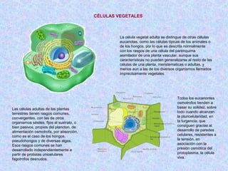 CÉLULAS VEGETALES



                                                    La célula vegetal adulta se distingue de otras células
                                                    eucariotas, como las células típicas de los animales o
                                                    de los hongos, por lo que es descrita normalmente
                                                    con los rasgos de una célula del parénquima
                                                    asimilador de una planta vascular, aunque sus
                                                    características no pueden generalizarse al resto de las
                                                    células de una planta, meristematicas o adultas, y
                                                    menos aún a las de los diversos organismos llamados
                                                    imprecisamente vegetales.




                                                                                      Todos los eucariontes
                                                                                      osmotrofos tienden a
Las células adultas de las plantas                                                    basar su solidez, sobre
terrestres tienen rasgos comunes,                                                     todo cuando alcanzan
convergentes, con las de otros                                                        la pluricelularidad, en
organismos sésiles, fijos al sustrato, o                                              la turgencia, que
bien pasivos, propios del plancton, de                                                consiguen gracias al
alimentación osmotrofa, por absorción,                                                desarrollo de paredes
como es el caso de los hongos,                                                        celulares, resistentes a
pseudohongos y de diversas algas.                                                     la tensión, en
Esos rasgos comunes se han                                                            asociación con la
desarrollado independientemente a                                                     presión osmótica del
partir de protistas unicelulares                                                      protoplasma, la célula
fagotrofos desnudos.                                                                  viva.
 