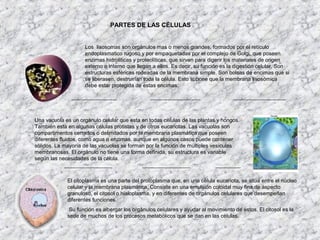 PARTES DE LAS CÉLULAS


                    Los lisosomas son orgánulos mas o menos grandes, formados por el retículo
                    endoplasmatico rugoso y por empaquetadas por el complejo de Golgi, que poseen
                    enzimas hidroliticas y proteolíticas, que sirven para digerir los materiales de origen
                    externo o interno que llegan a ellos. Es decir, su función es la digestión celular. Son
                    estructuras esféricas rodeadas de la membrana simple. Son bolsas de encimas que si
                    se liberasen, destruirían toda la célula. Esto supone que la membrana lisosómica
                    debe estar protegida de estas encimas.




Una vacuola es un orgánulo celular que esta en todas células de las plantas y hongos.
También esta en algunas células protistas y de otros eucariotas. Las vacuolas son
compartimentos cerrados o delimitados por la membrana plasmática que poseen
diferentes fluidos, como agua o enzimas, aunque en algunos casos puede contener
sólidos. La mayoría de las vacuolas se forman por la función de múltiples vesículas
membranosas. El orgánulo no tiene una forma definida, su estructura es variable
según las necesidades de la célula.



             El citoplasma es una parte del protoplasma que, en una célula eucariota, se sitúa entre el núcleo
             celular y la membrana plasmática. Consiste en una emulsión coloidal muy fina de aspecto
             granuloso, el citosol o hialoplasma, y en diferentes de orgánulos celulares que desempeñan
             diferentes funciones.
              Su función es albergar los orgánulos celulares y ayudar al movimiento de estos. El citosol es la
             sede de muchos de los procesos metabólicos que se dan en las células.
 