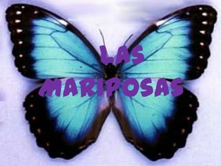 Las
Mariposas
 