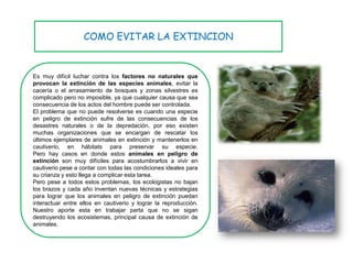 COMO EVITAR LA EXTINCION


Es muy difícil luchar contra los factores no naturales que
provocan la extinción de las especies animales, evitar la
cacería o el arrasamiento de bosques y zonas silvestres es
complicado pero no imposible, ya que cualquier causa que sea
consecuencia de los actos del hombre puede ser controlada.
El problema que no puede resolverse es cuando una especie
en peligro de extinción sufre de las consecuencias de los
desastres naturales o de la depredación, por eso existen
muchas organizaciones que se encargan de rescatar los
últimos ejemplares de animales en extinción y mantenerlos en
cautiverio, en hábitats para preservar su especie.
Pero hay casos en donde estos animales en peligro de
extinción son muy difíciles para acostumbrarlos a vivir en
cautiverio pese a contar con todas las condiciones ideales para
su crianza y esto llega a complicar esta tarea.
Pero pese a todos estos problemas, los ecologistas no bajan
los brazos y cada año inventan nuevas técnicas y estrategias
para lograr que los animales en peligro de extinción puedan
interactuar entre ellos en cautiverio y lograr la reproducción.
Nuestro aporte esta en trabajar parta que no se sigan
destruyendo los ecosistemas, principal causa de extinción de
animales.
 