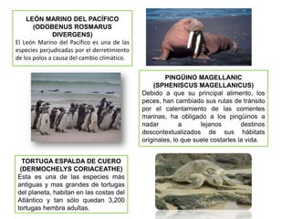 LEÓN MARINO DEL PACÍFICO
       (ODOBENUS ROSMARUS
               DIVERGENS)
El León Marino del Pacífico es una de las
especies perjudicadas por el derretimiento
de los polos a causa del cambio climático.


                                                      PINGÜINO MAGELLANIC
                                                 (SPHENISCUS MAGELLANICUS)
                                             Debido a que su principal alimento, los
                                             peces, han cambiado sus rutas de tránsito
                                             por el calentamiento de las corrientes
                                             marinas, ha obligado a los pingüinos a
                                             nadar         a      lejanos        destinos
                                             descontextualizados de sus hábitats
                                             originales, lo que suele costarles la vida.


  TORTUGA ESPALDA DE CUERO
 (DERMOCHELYS CORIACEATHE)
Esta es una de las especies más
antiguas y mas grandes de tortugas
del planeta, habitan en las costas del
Atlántico y tan sólo quedan 3,200
tortugas hembra adultas.
 