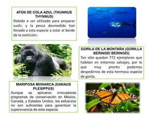 ATÚN DE COLA AZUL (THUNNUS
            THYNNUS)
 Debido a ser utilizado para preparar
 sushi, y la pesca desmedida han
 llevado a esta especie a estar al borde
 de la extinción.


                                           GORILA DE LA MONTAÑA (GORILLA
                                                 BERINGEI BERINGEI)
                                           Tan sólo quedan 772 ejemplares que
                                           habitan en entornos salvajes, por lo
                                           que      muy    pronto     podemos
                                           despedirnos de esta hermosa especie
                                           de gorila.
   MARIPOSA MONARCA (DANAUS
              PLEXIPPUS)
Aunque    se    aplicaron    innovadores
programas de conservación en México,
Canadá, y Estados Unidos, los esfuerzos
no son suficientes para garantizar la
supervivencia de esta especie.
 