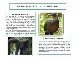 ANIMALES EN EXTINCION EN EL PERU


          LA PAVA ALIBLANCA:
Ave originaria de Perú que no fue vista durante
por casi un siglo, hasta que fue descubierta en
1977. Es un ave esbelta que posee un plumaje
negro con reflejos verdes en el dorso y una larga
cola, con la garganta desnuda, un pico gris
azulado que en la punta se torna más negro y
sus patas son rosadas tirando a anaranjadas.
Habita en quebradas de los bosques secos de la
Costa Norte Peruana.
La Pava Aliblanca, está librando una dura batalla
por recuperar sus antiguos territorios y el hecho
que se esté reproduciendo en libertad, es una
primera gran victoria sobre su extinción.


                                                           EL MONO CHORO DE COLA AMARILLA:

                                                    Esta especie es endémica de los Andes de Perú. Cuenta
                                                    actualmente con menos de 250 especímenes en estado
                                                    salvaje. Es el huésped emblemático del Parque Nacional
                                                    Río Abiseo, ubicado en el corazón del departamento de
                                                    San Martín, al nor-oriente del Perú. Conocido como el
                                                    Mono “Choro” de cola amarilla, es una especie más
                                                    peruana que el mismísimo cóndor, que vuela en la región
                                                    Chivay de Arequipa.
 