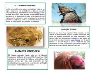 LA CORTARRAMA PERUANA:

La Cortarrama Peruana, estuvo olvidada por más de un
siglo y solamente era conocida en un bosque pequeño
cerca de Chiclayo, departamento al norte del Perú. Como
se sabe, en la zona norte del país, existen varios centros
petroleros y es justamente gracias a la prohibición del
ingreso de los pobladores a los campos de las empresas
petroleras, que todavía existe la Cortarrama Peruana y su
hábitat de bosque seco, aún también se mantiene.




                                                                              RANA DEL TITICACA:

                                                             Esta es una rana muy especial. Para empezar, no es
                                                             anfibia, es estrictamente acuática y como nunca sale del
                                                             agua, no necesita pulmones. No tiene branquias y de
                                                             hecho, todos sus intercambios respiratorios los realiza a
                                                             través de la piel. Las ranas del Lago Titicaca, son de gran
                                                             tamaño y pueden llegar a medir alrededor de 25
                                                             centímetros de largo, con muchos pliegues en la piel a lo
                                                             largo del abdomen, piernas, estómago y cuello.


             EL HUAPO COLORADO:
   El Huapo colorado habita sólo en la Llanura
   Amazónica del Perú, al norte del Río Amazonas. Está
   seriamente amenazado en toda su extensión por la
   cacería furtiva, por ello, está amparado por la
   legislación peruana, pero no se encuentra protegido
   en ninguna unidad de conservación.
 