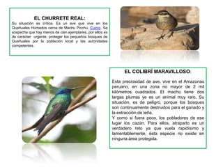 EL CHURRETE REAL:
Su situación es crítica. Es un ave que vive en los
Queñuales Húmedos cerca de Machu Picchu, Cuzco. Se
sospecha que hay menos de cien ejemplares, por ellos es
de carácter urgente, proteger los pequeños bosques de
Queñuales por la población local y las autoridades
competentes.




                                                                EL COLIBRÍ MARAVILLOSO:
                                                          Esta preciosidad de ave, vive en el Amazonas
                                                          peruano, en una zona no mayor de 2 mil
                                                          kilómetros cuadrados. El macho tiene dos
                                                          largas plumas ye es un animal muy raro. Su
                                                          situación, es de peligro, porque los bosques
                                                          son continuamente destruidos para el ganado y
                                                          la extracción de leña.
                                                          Y como si fuera poco, los pobladores de ese
                                                          lugar los cazan. Para ellos, atraparlo es un
                                                          verdadero reto ya que vuela rapidísimo y
                                                          lamentablemente, ésta especie no existe en
                                                          ninguna área protegida.
 