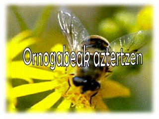 Ornogabeak aztertzen 