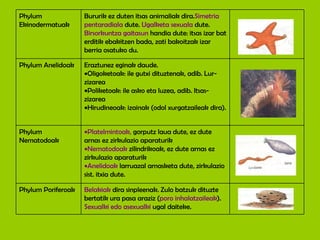 Belakiak  dira sinpleenak. Zulo batzuk dituzte bertatik ura pasa araziz ( poro inhalatzaileak ).  Sexualki edo asexualki  ugal daiteke. Phylum Poriferoak Platelmintoak,  gorputz laua dute, ez dute arnas ez zirkulazio aparaturik  Nematodoak  zilindrikoak, ez dute arnas ez zirkulazio aparaturik  Anelidoak  larruazal arnasketa dute, zirkulazio sist. itxia dute. Phylum Nematodoak Eraztunez eginak daude.  Oligoketoak: ile gutxi dituztenak, adib. Lur-zizarea Poliketoak: ile asko eta luzea, adib. Itsas-zizarea Hirudineoak: izainak (odol xurgatzaileak dira). Phylum Anelidoak Bururik ez duten itsas animaliak dira. Simetria pentaradiala  dute.  Ugalketa sexuala  dute.  Birsorkuntza gaitasun  handia dute: itsas izar bat erditik ebakitzen bada, zati bakoitzak izar berria osatuko du. Phylum Ekinodermatuak 